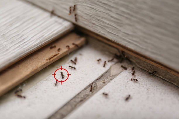 Best Best Pest Control Companies  in Pisgah, AL