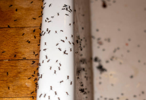 Best Mosquito Control Services  in Pisgah, AL