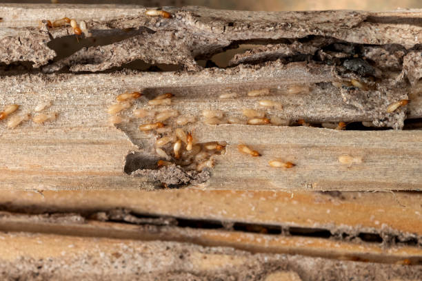 Best Commercial Pest Control Services  in Pisgah, AL