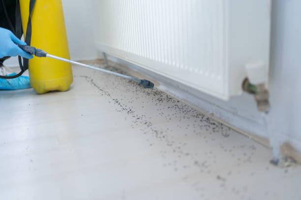 Best Affordable Pest Control Services  in Pisgah, AL